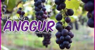 Check spelling or type a new query. Mrkumai Blogspot Com Ladang Anggur Blue Valley Cameron Highlands
