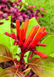 Image result for Hamelia patens