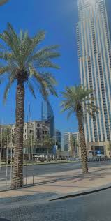 atika sunshine tree art dubai photography photo تصويري سناب تصميم دبي uae كاميرا gcc الكويت السعود funny arabic quotes visions arabic quotes