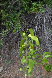 Image result for Opilia amentacea