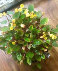 Image result for Begonia vankerckhovenii