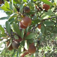 Image result for Diospyros lycioides