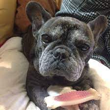 Nikki The Senior French Bulldog What A Beauty French Bulldog Bulldog Frenchie