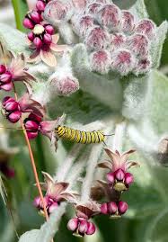 Asclepias Californica Bring Back The Monarchs In The Picture A Monarch Butterfly Caterpillar Feeds On The Asclepias Milkweed Plant Monarch Butterfly Garden
