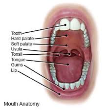 Image result for Uvulitis