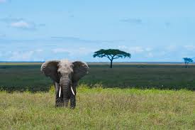 Tansania belegt seit mehreren jahrzehnten einen besseren platz auf dem index der menschlichen entwicklung (idh). Tansania Serengeti