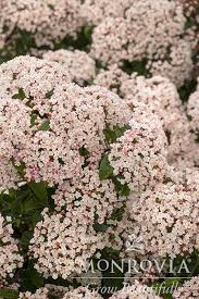 Image result for Buchnera usuiensis