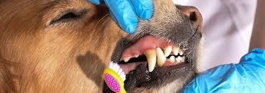 Dental disease (feline periodontal disease) is very common in senior cats. How To Spot And Prevent Periodontal Disease In Dogs