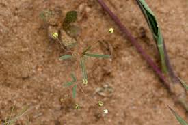 Image result for Hypertelis umbellata