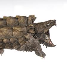 Alligator Snapping Turtle National Geographic