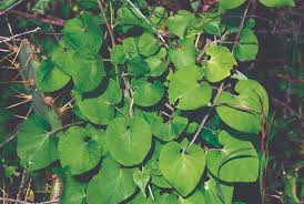 Image result for Pergularia