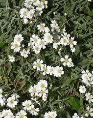 Image result for Cerastium afromontanum