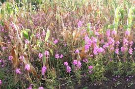 Image result for Striga asiatica