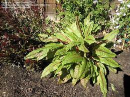 Bloody dock care is minimal, as this is a low maintenance plant. Plantfiles Pictures Rumex Species Bloodwort Bloody Dock Red Veined Dock Red Veined Sorrel Rumex Sanguineus By Thom228