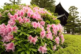 Azalea Japan Flower Garden Japanese Garden Plants Japanese Plants