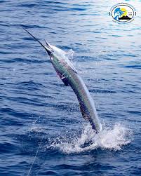 Anglers From Australia And New Zealand Fishing This Season With Capt Brad Philipps Fishing Season Fly Fishing Sport Fishing