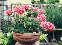 Image result for foto muškáty