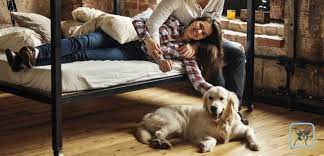 Check spelling or type a new query. Garde De Chien En Famille D Accueil Holidog
