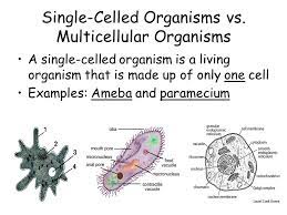 Check spelling or type a new query. Unit Question What Is Life And How Does It Maintain Balance Topic Cell Structure And Physiology Aim How Is Life Organized Name Ppt Download