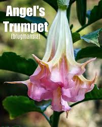 Best of all, they continue blooming all the way through frost! How To Grow Angel S Trumpet Tips For Growing Brugmansia