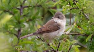 Het westnijlvirus wordt overgedragen door insecten. Vogel Besmet Met Westnijlvirus Blik Op Nieuws