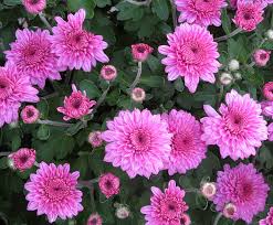 The japanese name means clear or bright. 20 Famous Flowers In Japan And Where To See Them Compathy Magazine