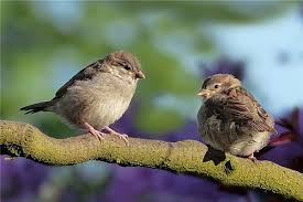 字体下载 简历模板 ppt模板 高清图片 矢量素材 psd素材. æ¢¦è§éº»é›€ å'¨å…¬è§£æ¢¦æ¢¦åˆ°éº»é›€æ˜¯ä»€ä¹ˆæ„æ€ åšæ¢¦æ¢¦è§éº»é›€å¥½ä¸å¥½ å'¨å…¬è§£æ¢¦å®˜ç½'