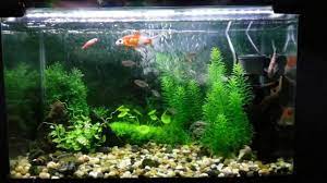Aquarium Decorated With Natural Looking Artificial Plants Artificial Aquarium Plants Live Aquarium Plants Planted Aquarium
