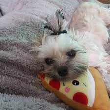 The Adorable Maltese Shih Tzu Aka Malshi Is About To Win You Over Animalso