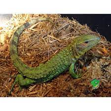 Maybe you would like to learn more about one of these? Caiman Lizard Big Baby Strictly Reptiles Inc