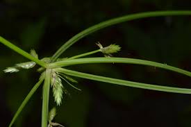 Image result for Cyperus pectinatus