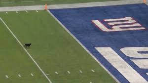 Studio vlogs be lit when you come down to nfl studios. Black Cat Interrupts N F L Game Go Go Go The New York Times