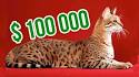 Most Expensive Cat Breeds in the World | PEOPLE