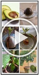Epingle Sur Jardinage Potager