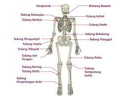 Maybe you would like to learn more about one of these? Nama Tulang Manusia Dan Fungsinya Kunci Jawaban Kelas 5 Sd Tema 1 Halaman 68 Portal Jember