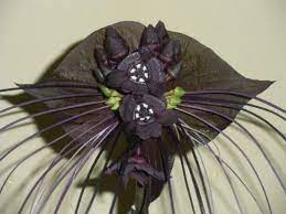 Black Bat Flower Quotes Best Flower Wallpaper