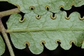 Image result for Blotiella