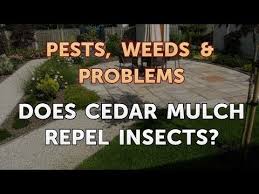 A cedar essential oil spray, on the other hand, carries several other benefits. Does Cedar Mulch Repel Insects Youtube