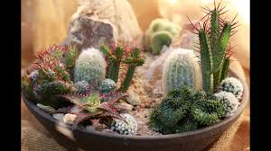 Cacti care tips — field trip! How To Make A Mini High Desert Cactus Garden Youtube