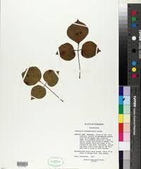 Image result for Commiphora mombassensis
