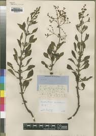 Image result for Aeollanthus rehmannii