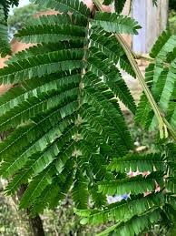 Image result for Peltophorum dubium