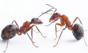 Bahkan jika semut merah yang muncul tidak hanya menjengkelkan, tetapi juga bisa membuat rasa gatal yang dahsyat jika menggigit. Praktis Dan Sederhana Yuk Intip 5 Cara Mengusir Semut Di Rumah Secara Efektif Fumida