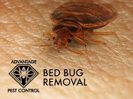 Dennis the menace in cruise control. Advantage Pest Control In Topsfield Ma Manchester By The Sea