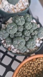 Image result for Loxodera caespitosa