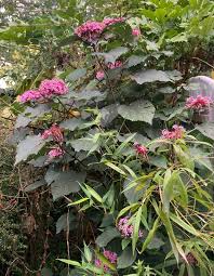 Image result for Clerodendrum buchneri