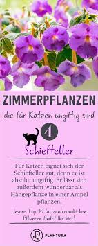 Züchter setzten algifol™ 5 ml per liter wasser zur wurzelbildung bei vegetativer vermehrung ein. Ungiftige Zimmerpflanzen Fur Katzen Unsere Top 10 Plantura Ungiftige Zimmerpflanzen Ungiftige Zimmerpflanzen Fur Katzen Pflanzen