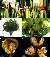 Image result for Peraceae