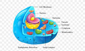 On the basis of cell wall composition, bacteria are classified into two major group ie. Cel Lula Animal Plant Cell Cell Wall Organelle Png 600x490px Cell Anatomy Animal Cell Membrane Cell