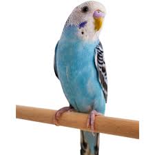 The ideal avian diet is much more than birdseed in order to feed pet birds properly — which gives them the building blocks for feather production but how can you become the best bird feeder possible in the fastest amount of time? Blue Parakeets For Sale Melopsittacus Undulatus Petco